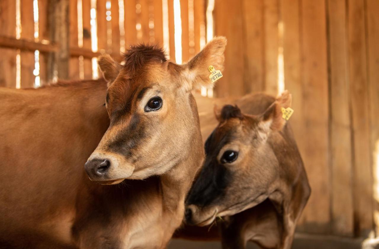 Olepangi Farm Villa Nanyuki Ngoại thất bức ảnh